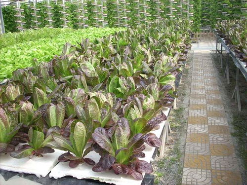 氣霧栽培 海歸廠二代引領農業革新，工廠種蔬菜一畝頂八畝