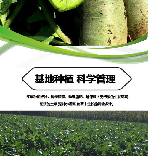 濰縣青蘿卜 孕期健康小幫手，新鮮脆甜的營養(yǎng)選擇