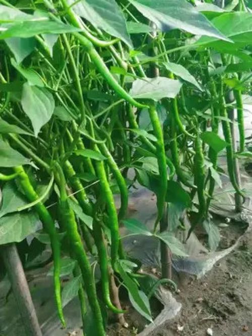 從土地到餐桌 優(yōu)質(zhì)農(nóng)產(chǎn)品的新鮮力量