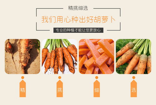 開封特產(chǎn) 新鮮現(xiàn)挖胡蘿卜，沙土孕育的甘甜滋味